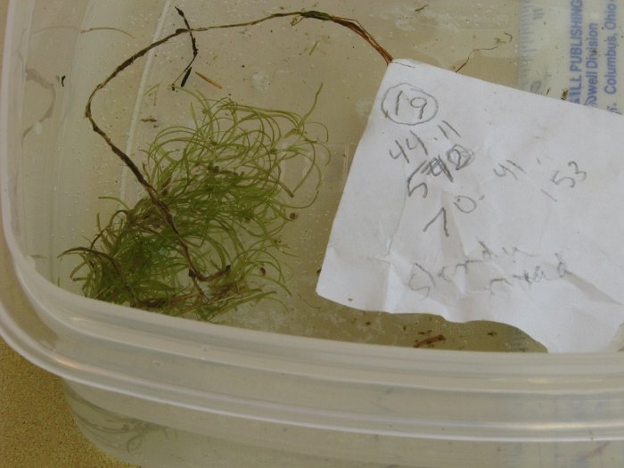 site19 northern snailseed pondweed underwater leaves only with fruits